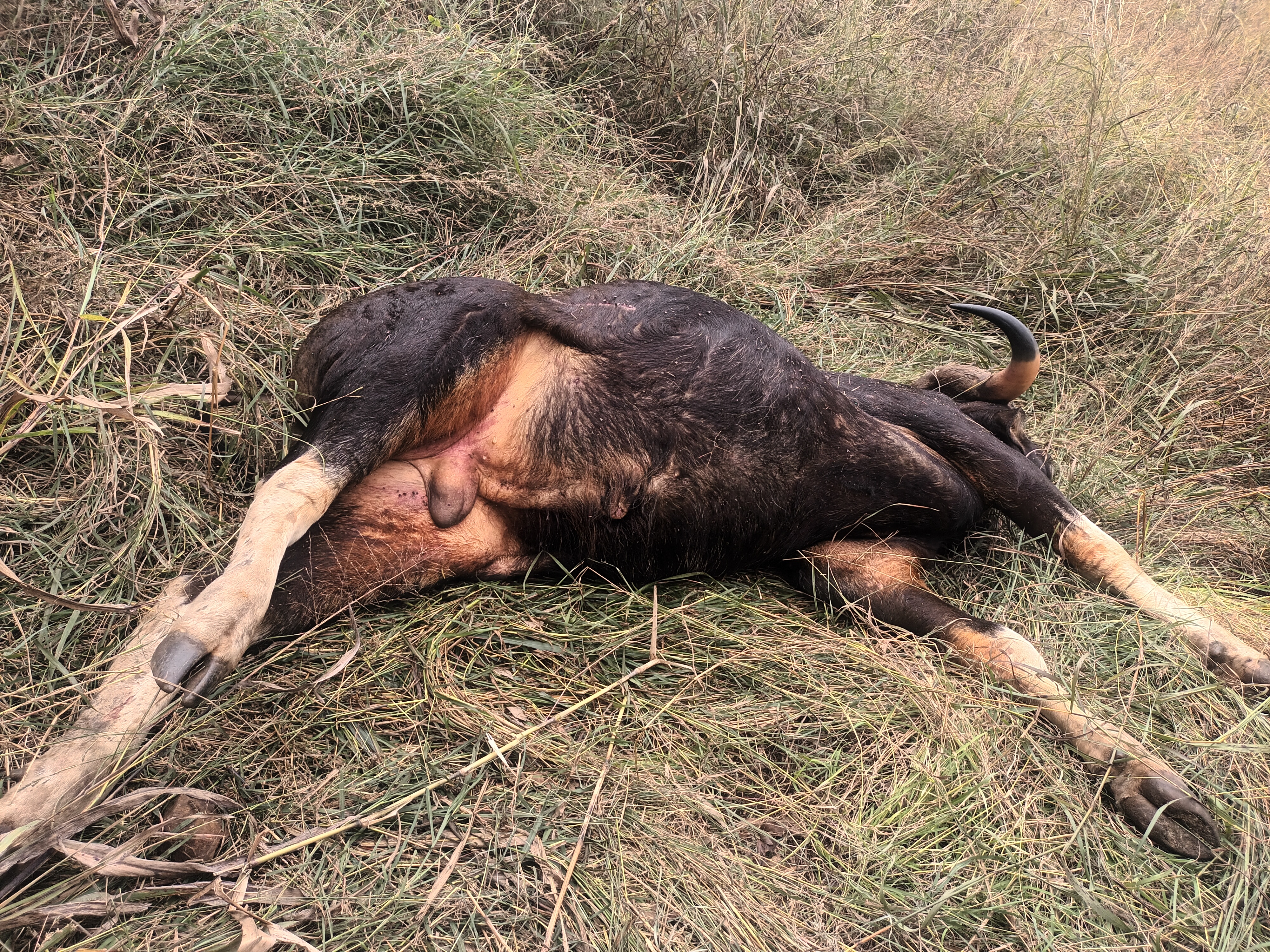 एका गव्याचा मृत्यू,