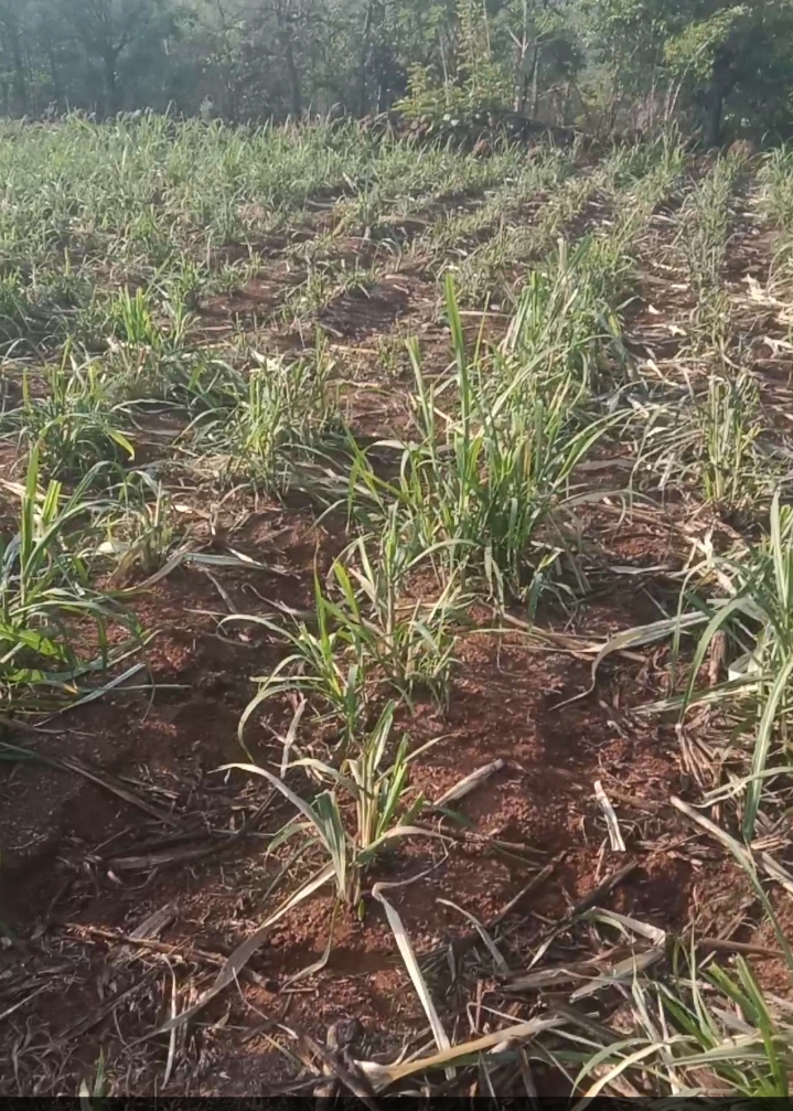 धामणे येथे चाळीस गव्यानी घातला ऊसात धुडगूस.